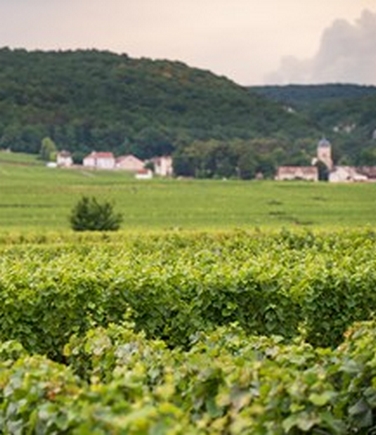 Bourgogne Week ; Burgundy Week London