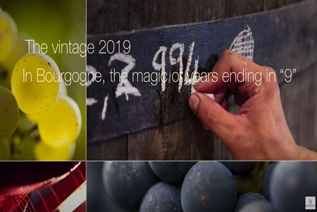 the 2019 vintage in Bourgogne