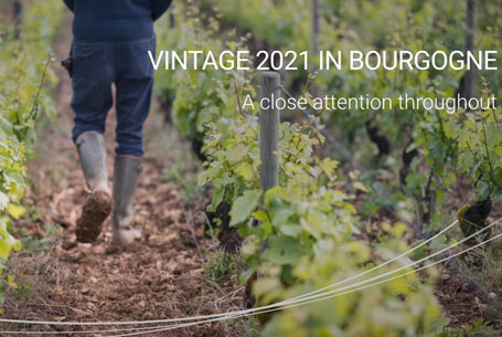 Vintage 2021 Bourgogne wine