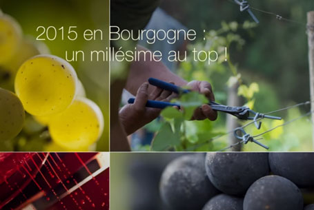 2015 in Bourgogne : the top vintage