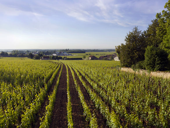 Aloxe-Corton Aloxe-Corton