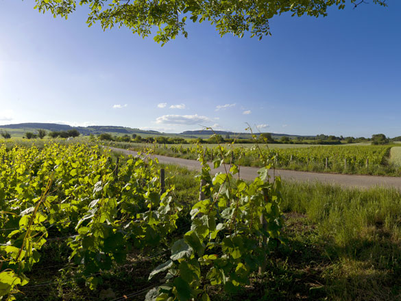 Bourgogne - Côte d’Or