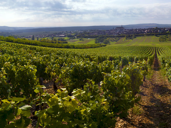 Bourgogne Coulanges la Vineuse, Tradition