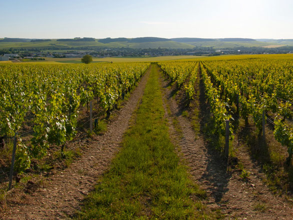 Chablis and Chablis Premier Cru