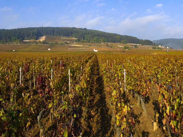 Chapelle-Chambertin