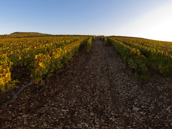 Criots-Bâtard-Montrachet