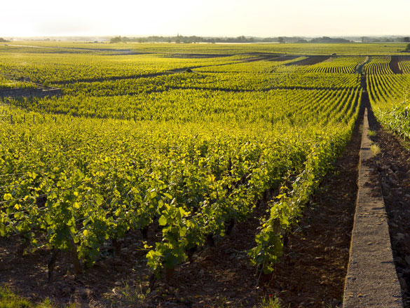 Griotte-Chambertin