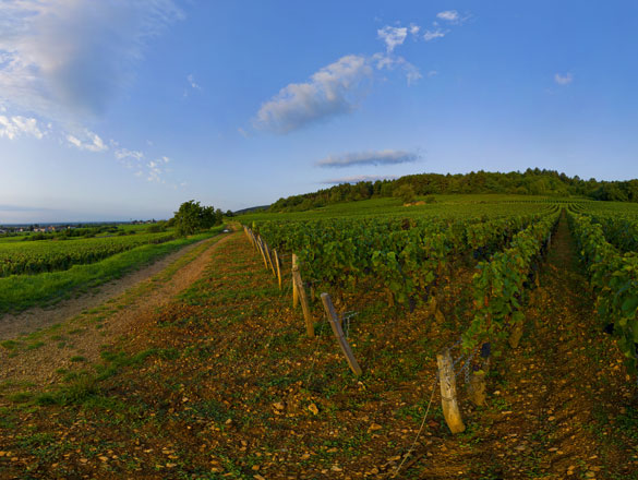 Marsannay Rosé