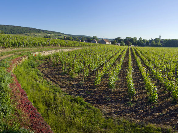 Mazis-Chambertin