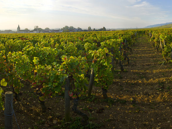 Romanée-Saint-Vivant