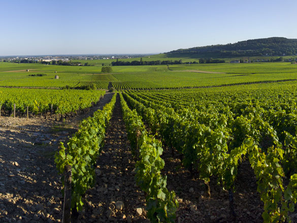 Savigny-Lès-Beaune