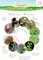 Les explorateurs de Bourgogne - The vine and wine calendar