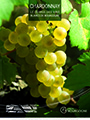 Poster - Chardonnay